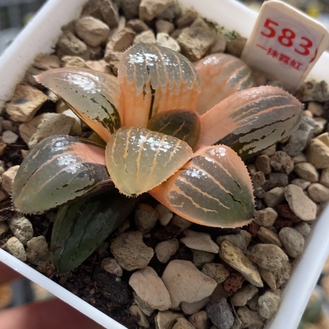 583糊斑亲指姬寿锦