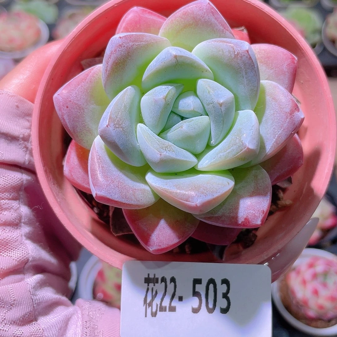 花利美22-503冰玉