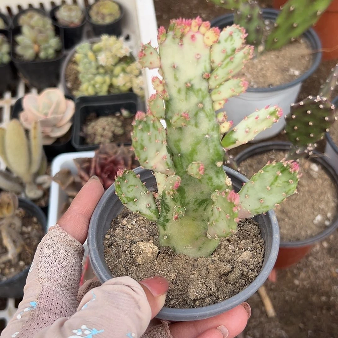 多肉植物多肉植物
