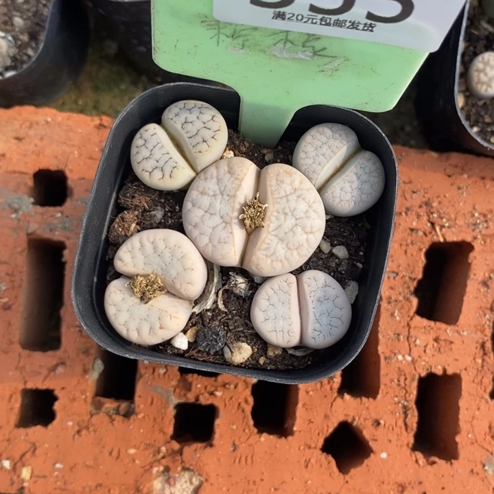 ****️生石花等植物的生长355