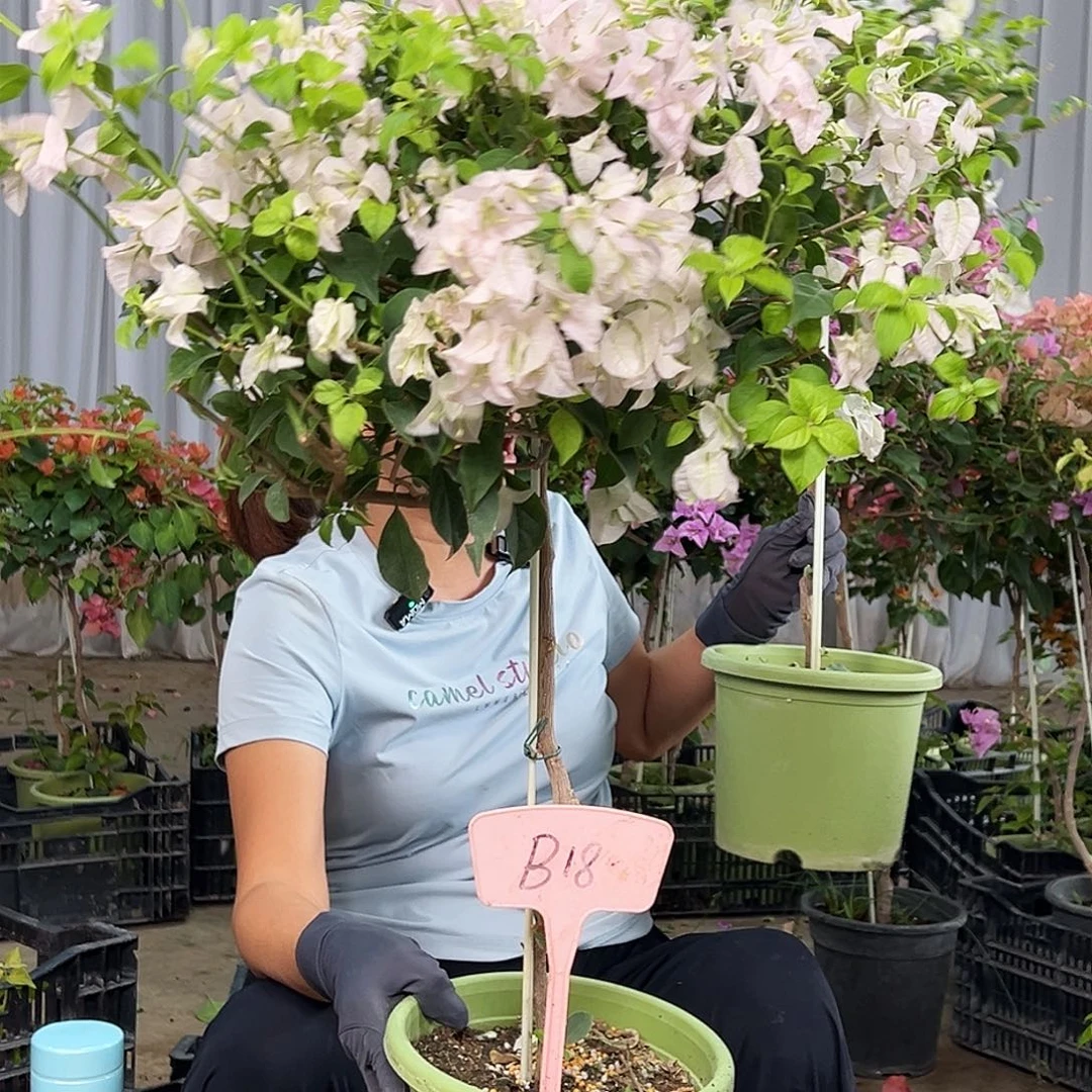 野***季完全开放B18苹果花