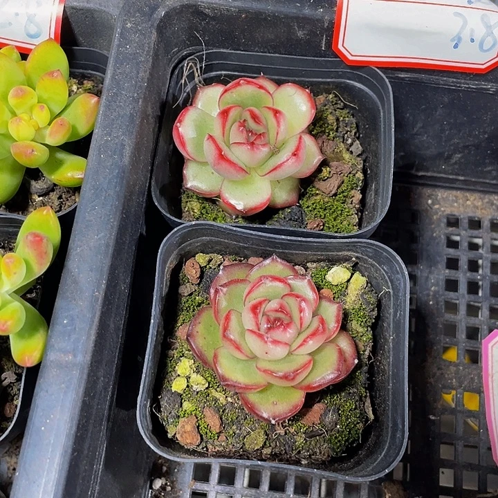 万宝龙带盆土发货