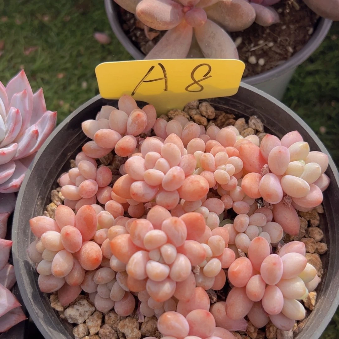 嵐*香玉的故事是一个人的故事