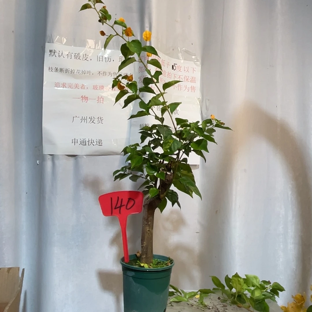 当前无花栽培后可以开花140加州黄金桩，有旧伤破皮