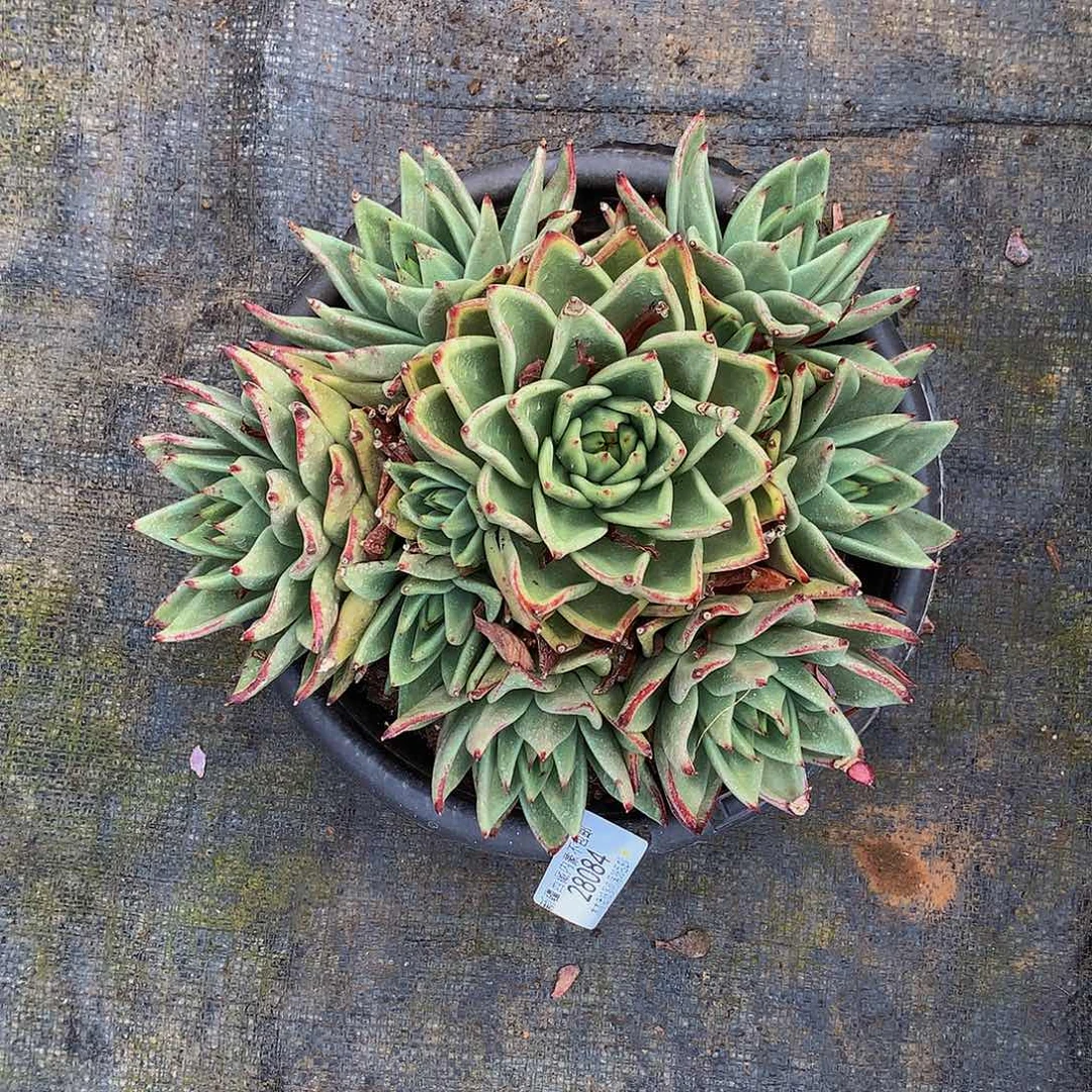 水***色   乌木多肉28084