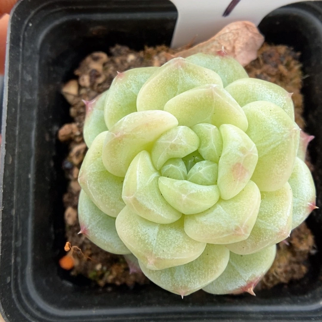 糖心珍妮可拍954号。