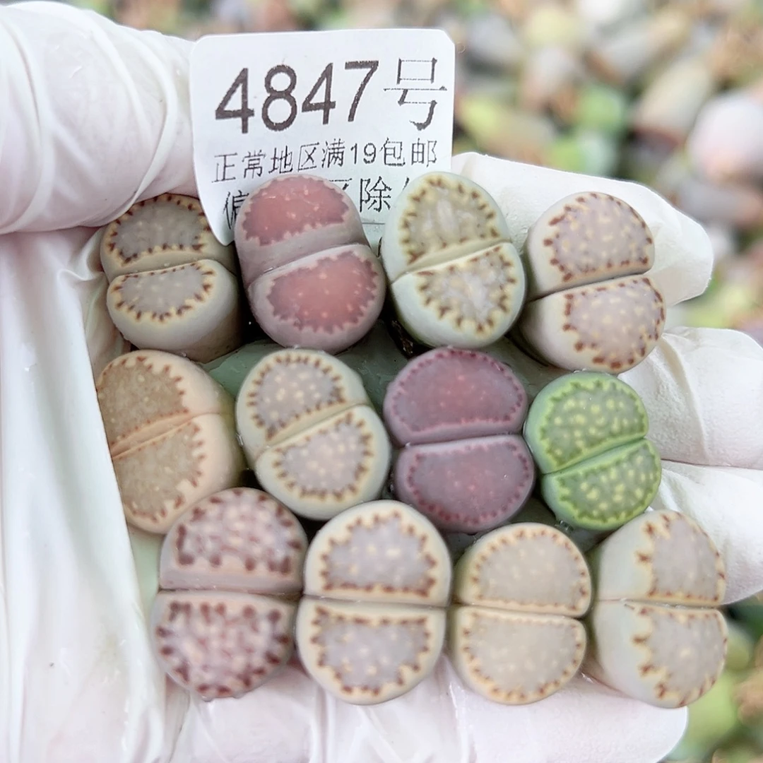 4847四年彩饼干12个1.5cm左右