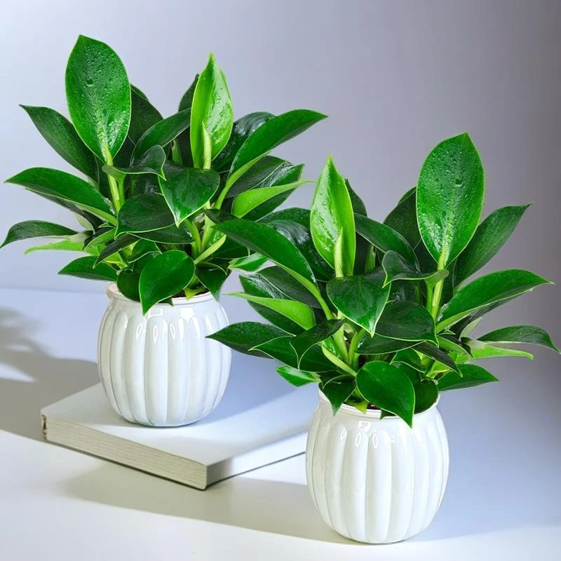 新疆包邮【买一送一】大叶金钻绿公主室内办公桌面夏天美观盆栽配