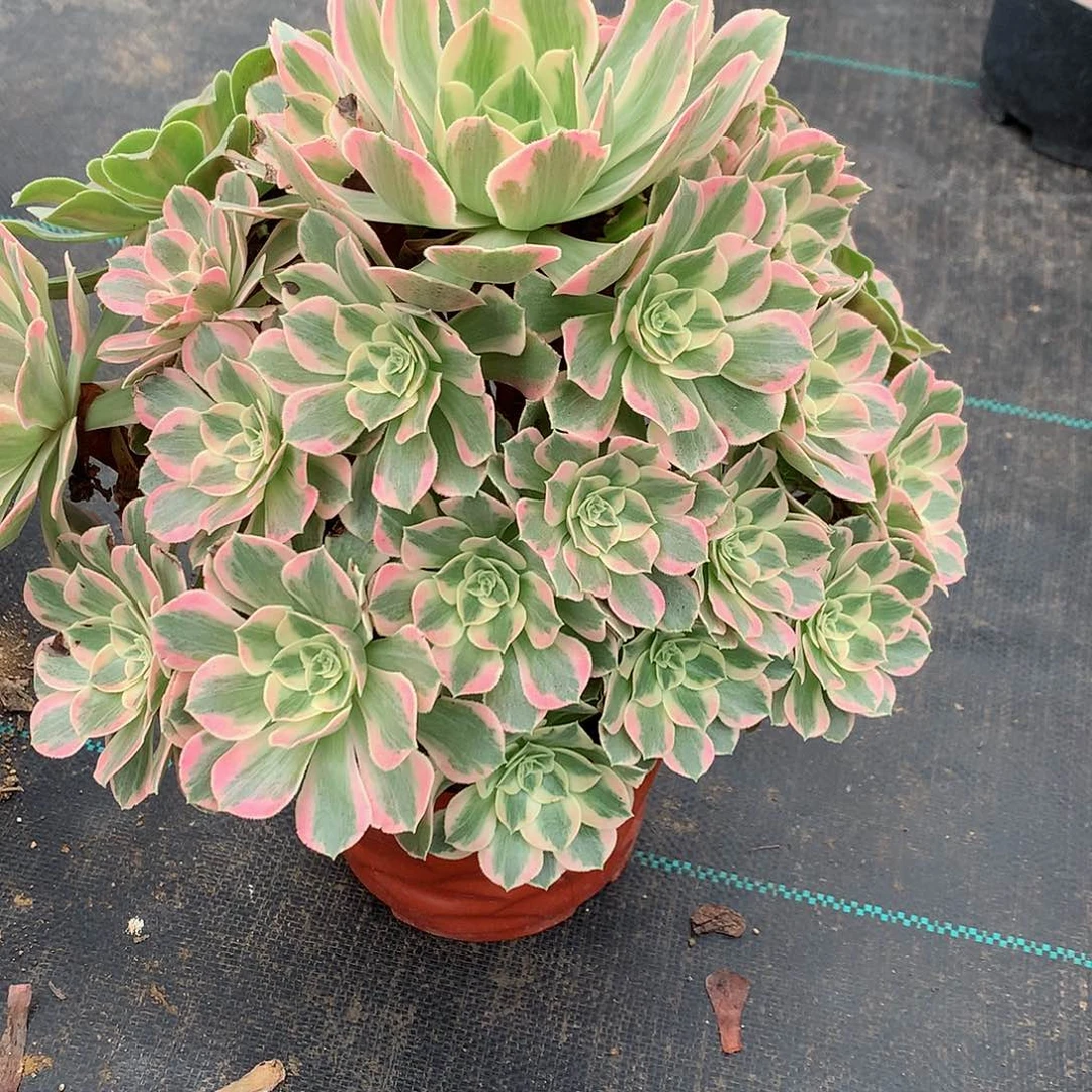 潇***回完全开放法师图片多肉植物