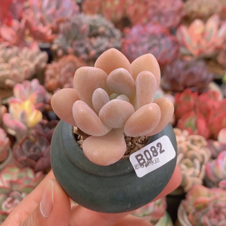 一物一拍含盆土满38包邮B082