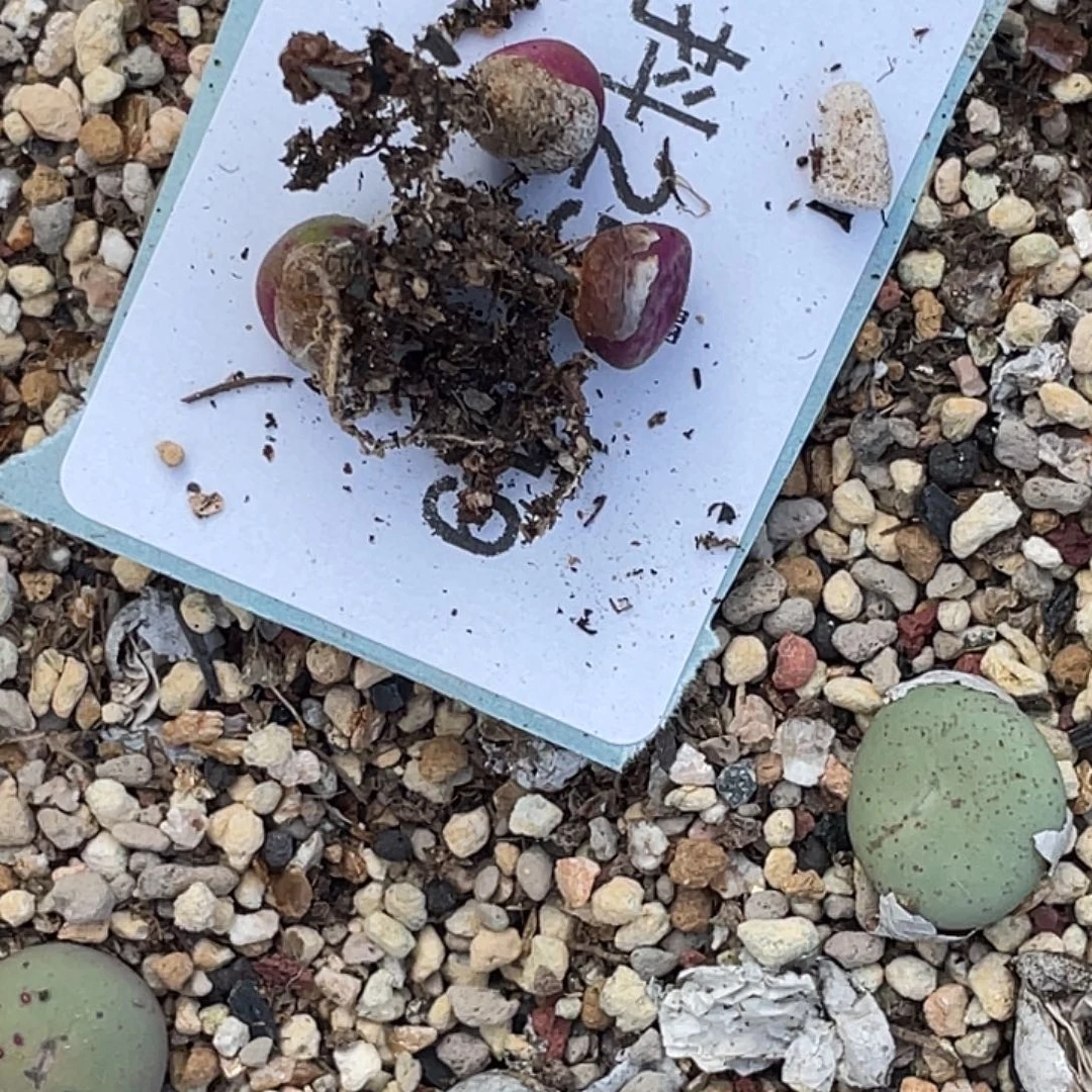 颜***玉25-119肉锥多肉植物