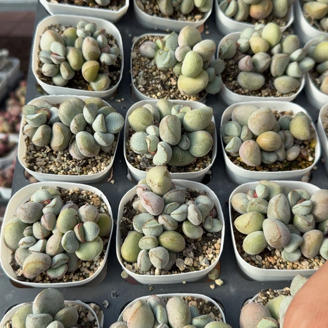 单颗硬叶白蛋量拍链接