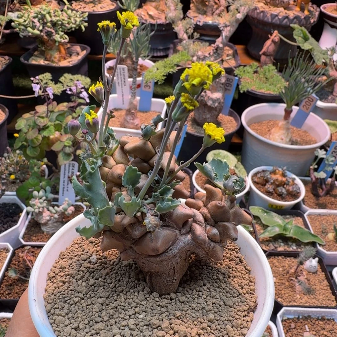 蛮鬼塔573 仙人掌