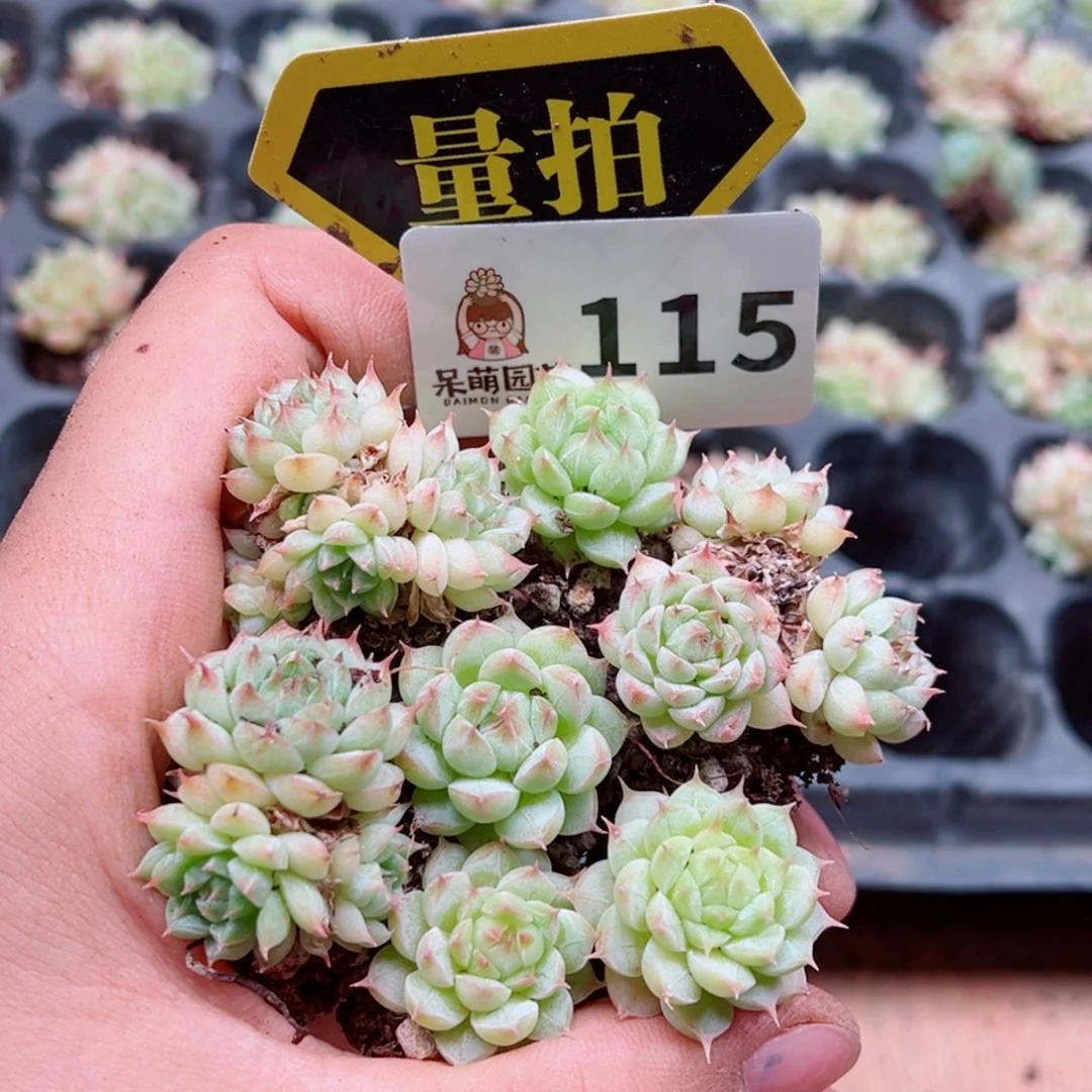 多肉植物多肉植物