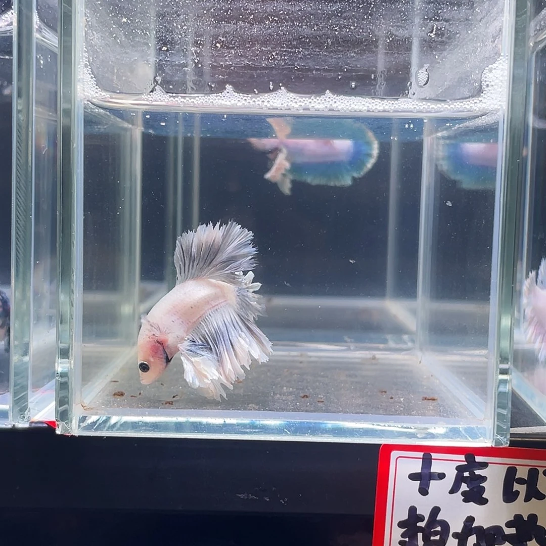 斗鱼印尼斗鱼，记得拍加热包017