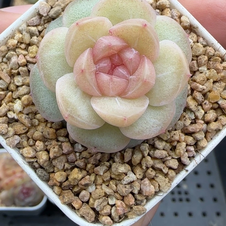 579号仙音风花雪月