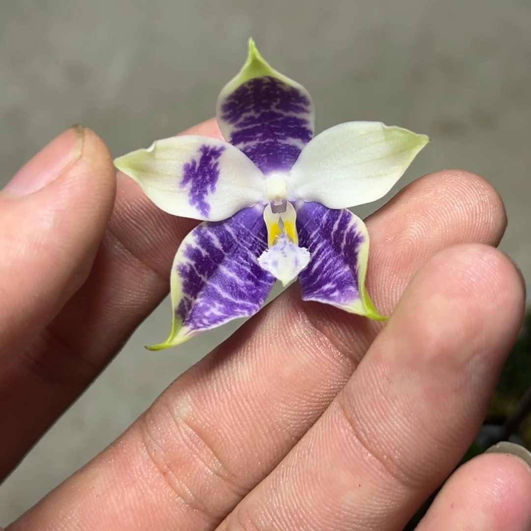 完全开放l308三寸ys1180