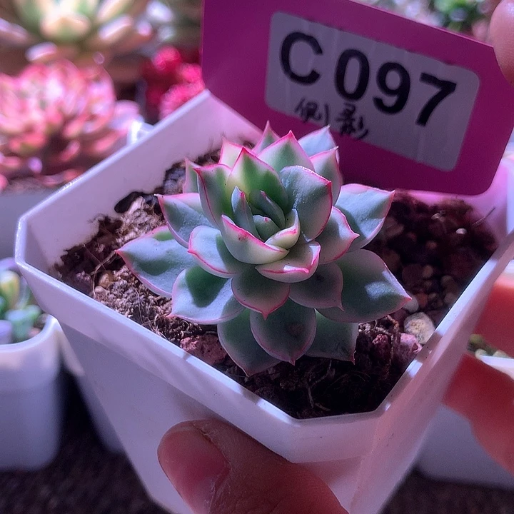 侧影覆轮锦有根有