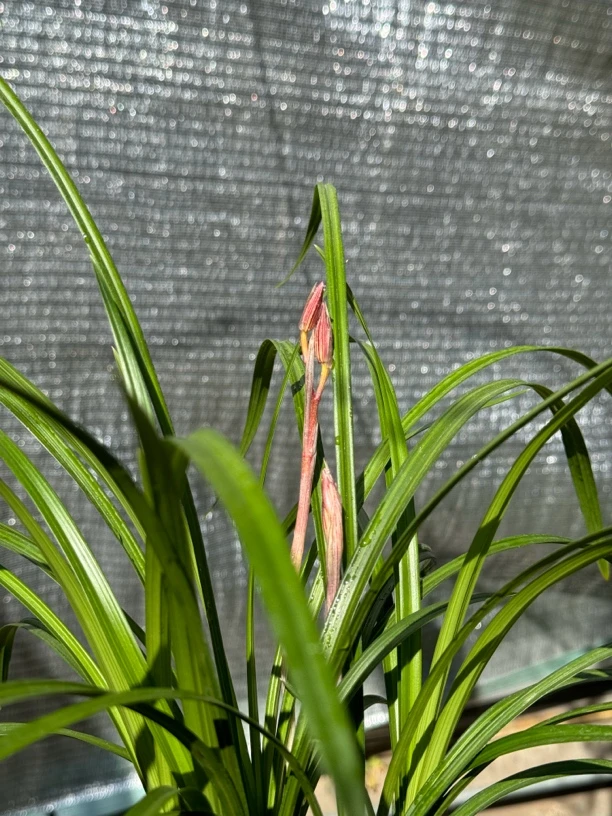 莲瓣兰名品一物一拍