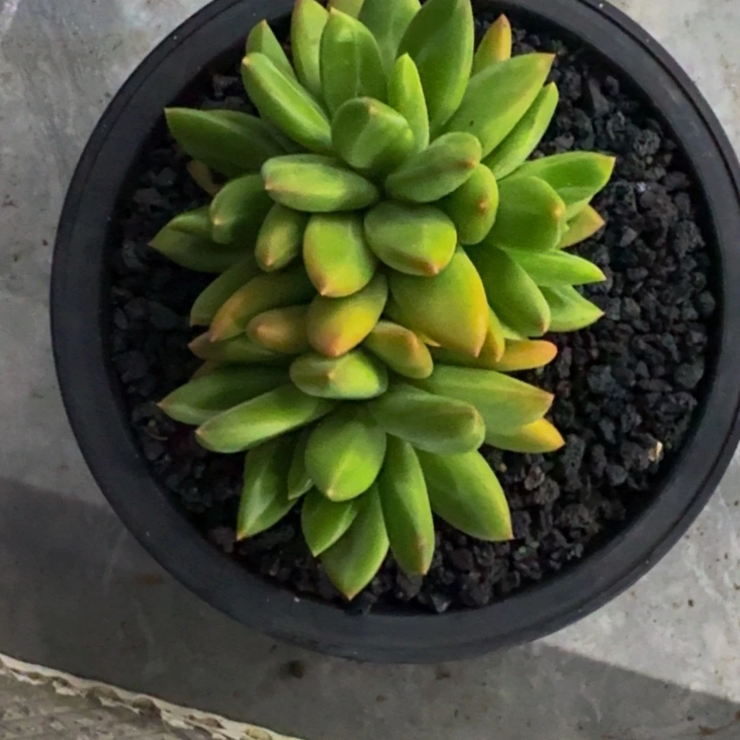 海洋之歌 群生  一物一拍