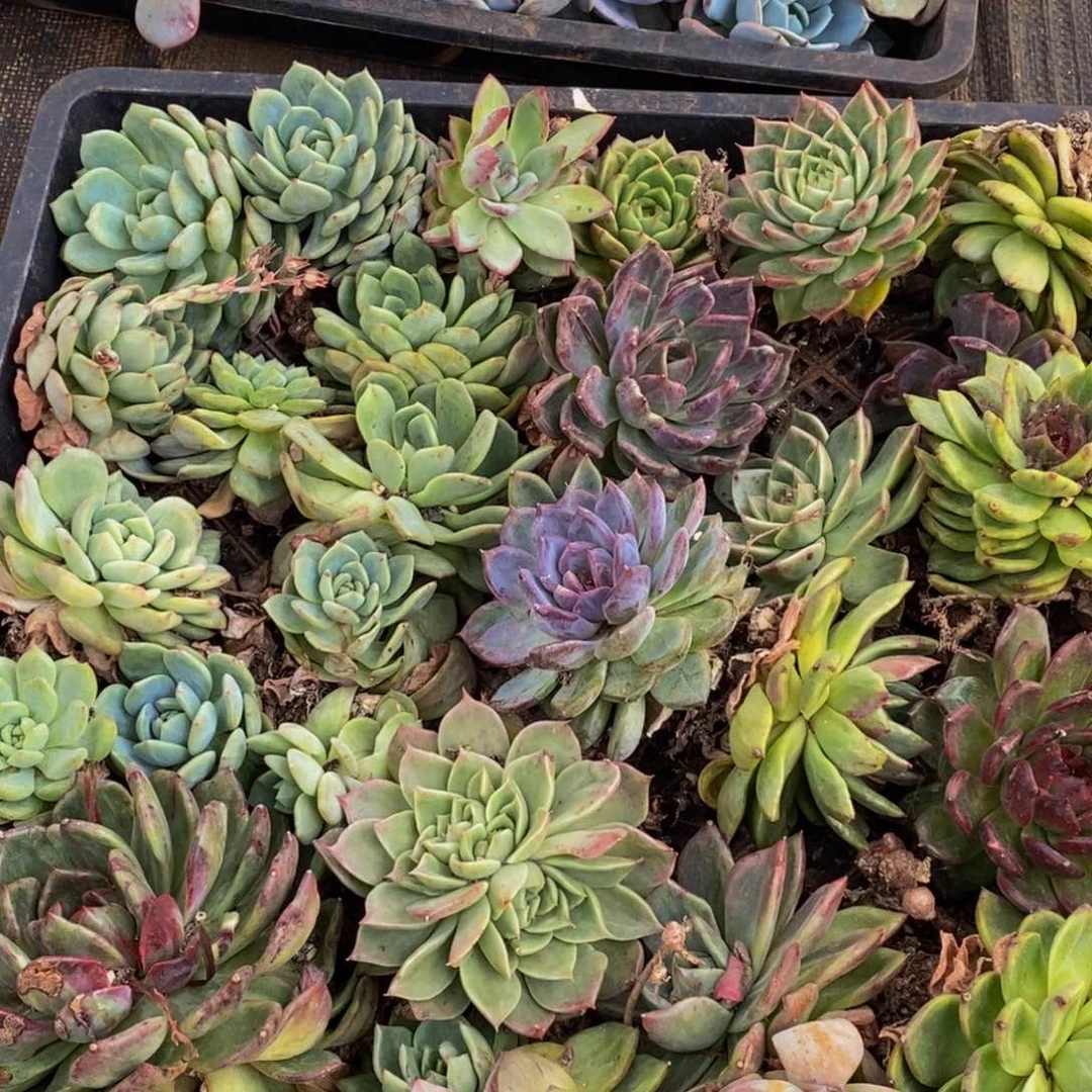127多肉植物保护研究所