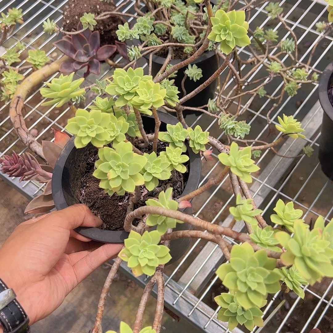 清扬多头大盆造型精品