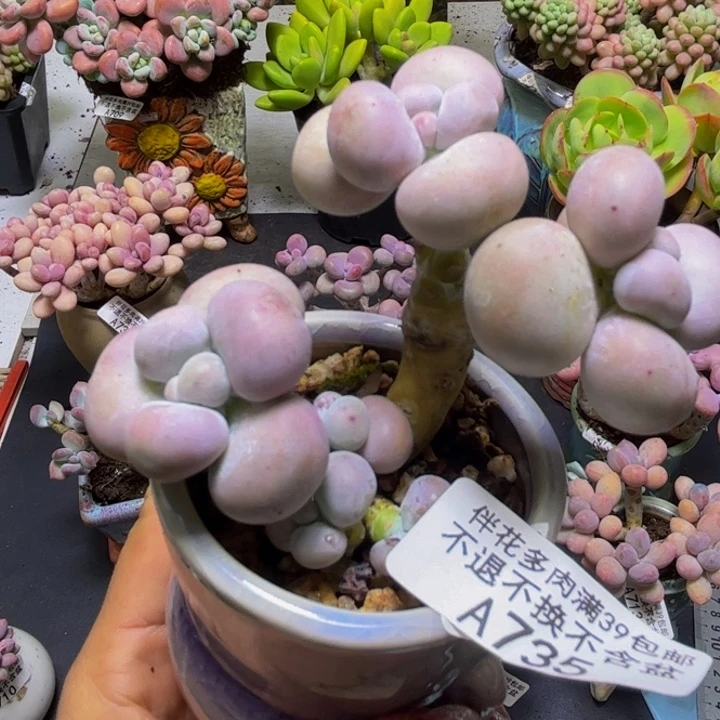 芭比奶酪735/7cm多肉