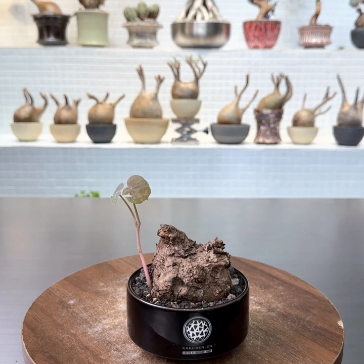 一叶龟一物一拍含盆