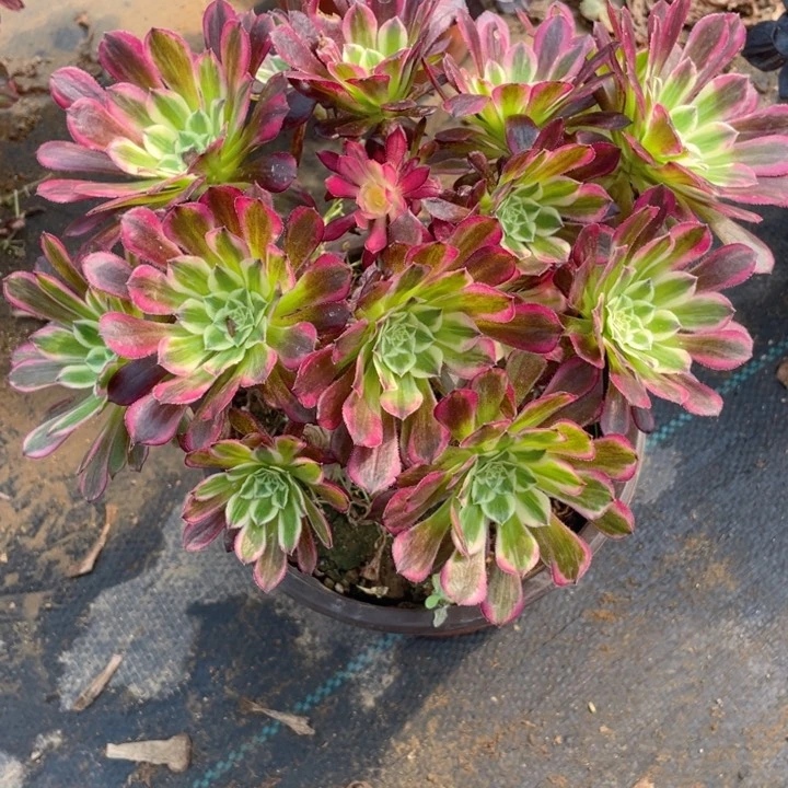 440天和断枝法师多肉断枝不售后