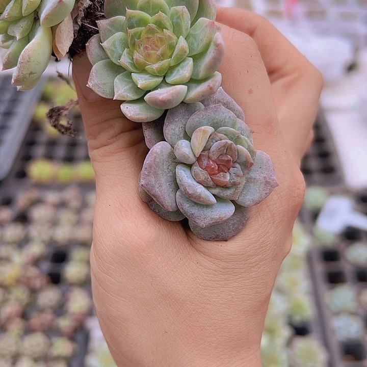 穴盘溏心苗4颗多肉植物