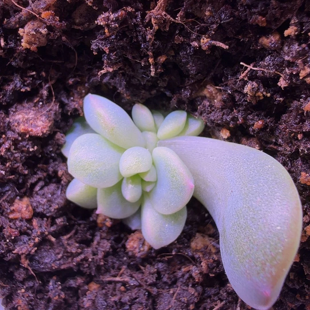 梦纱珍泥一物一拍