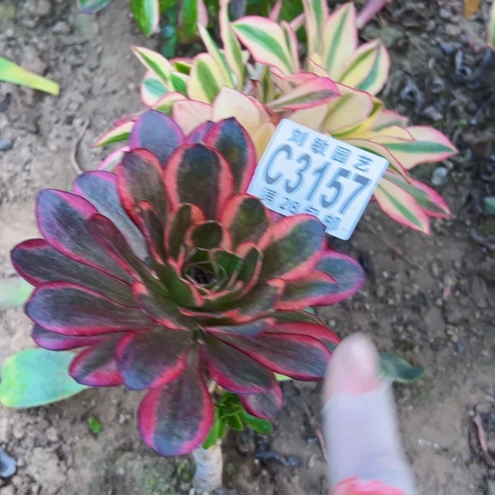 无根多肉植物无根法师3157