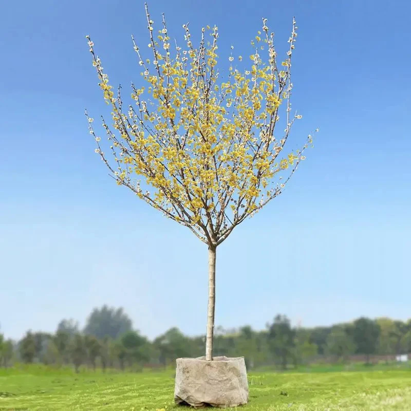 腊梅花树苗盆栽老桩庭院耐寒冬季开花卉植物阳台浓香原生高杆腊梅