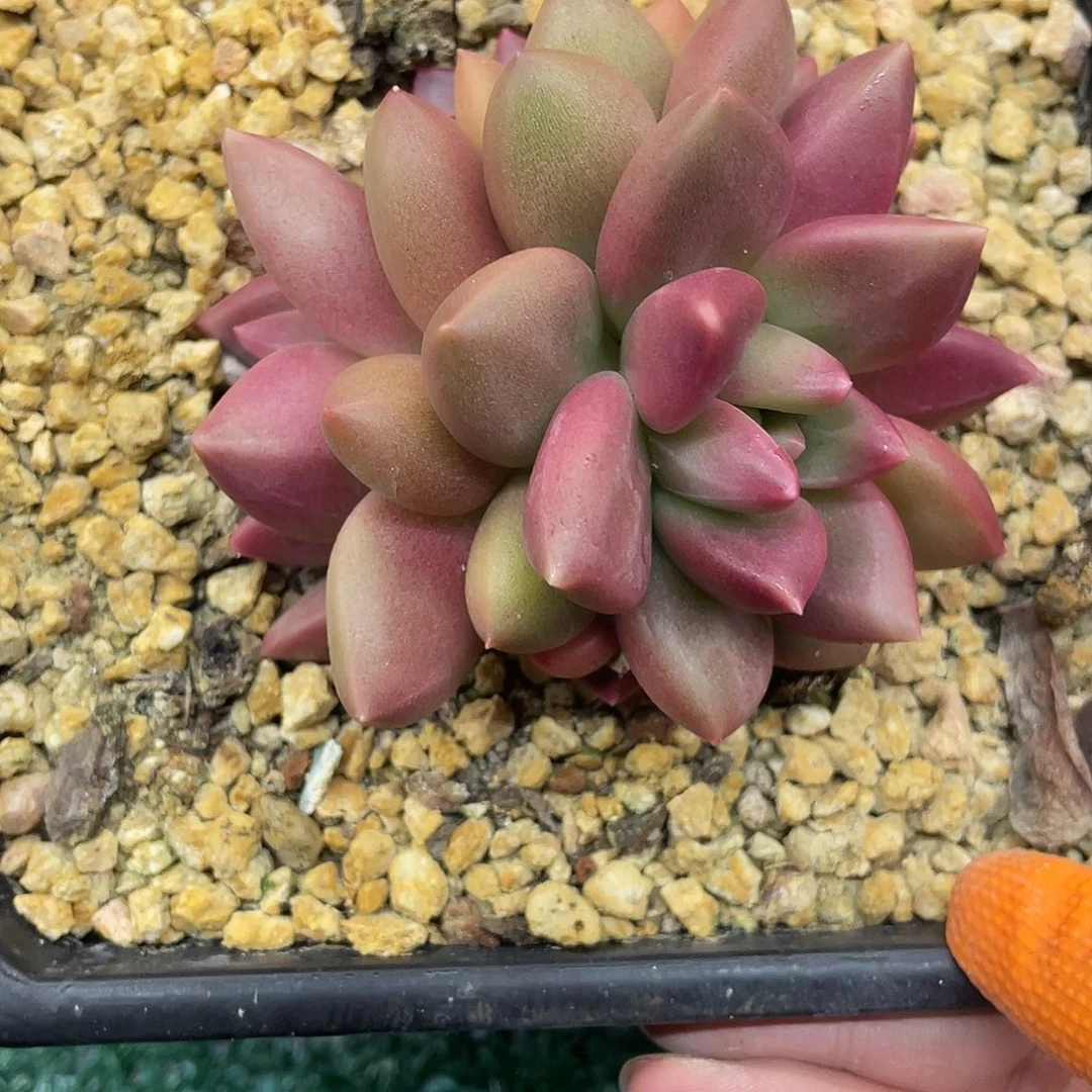 迷雾泡泡一物一拍28包邮非偏远