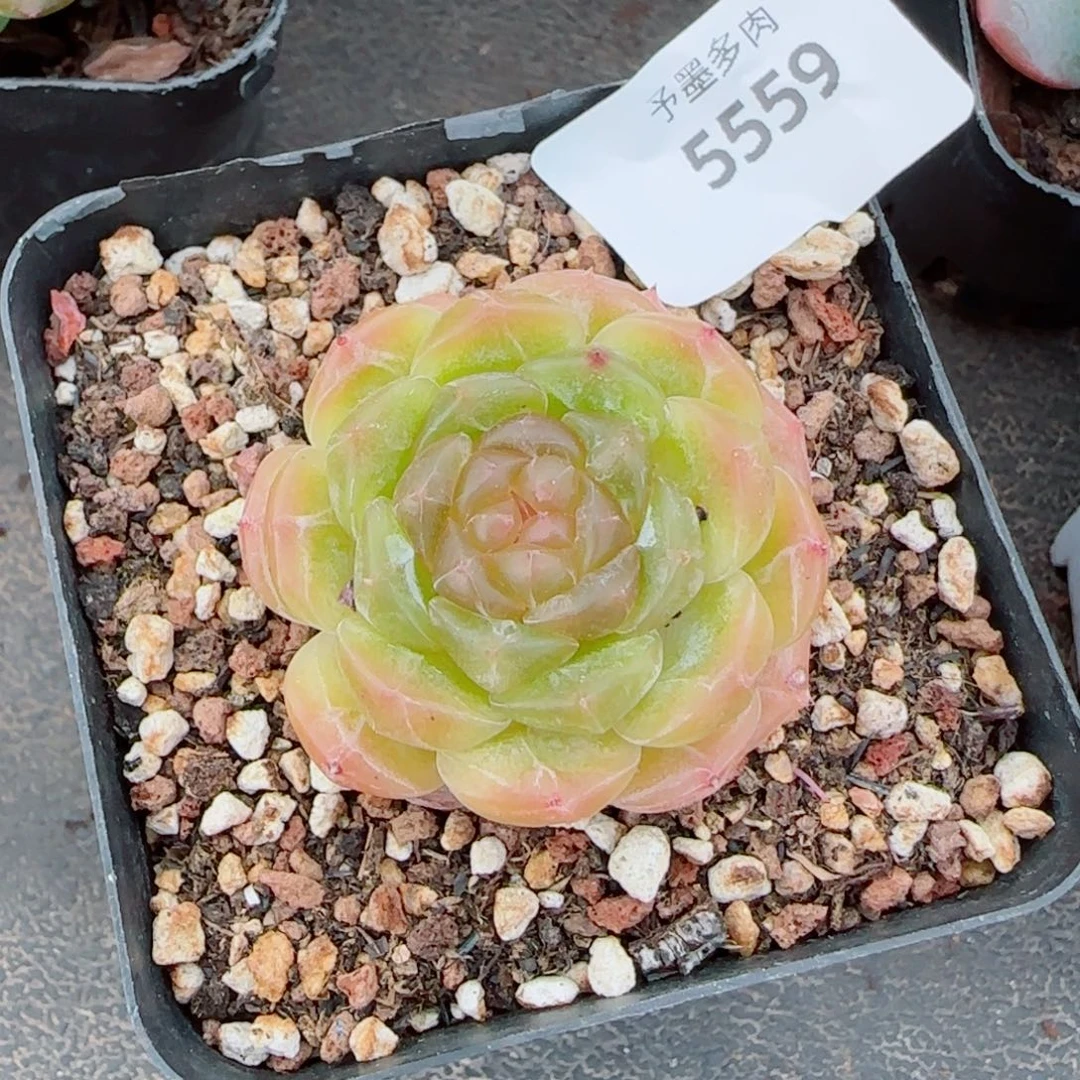 白恋福利，5559多肉植物