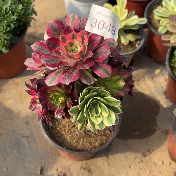 七彩树多肉法师3048