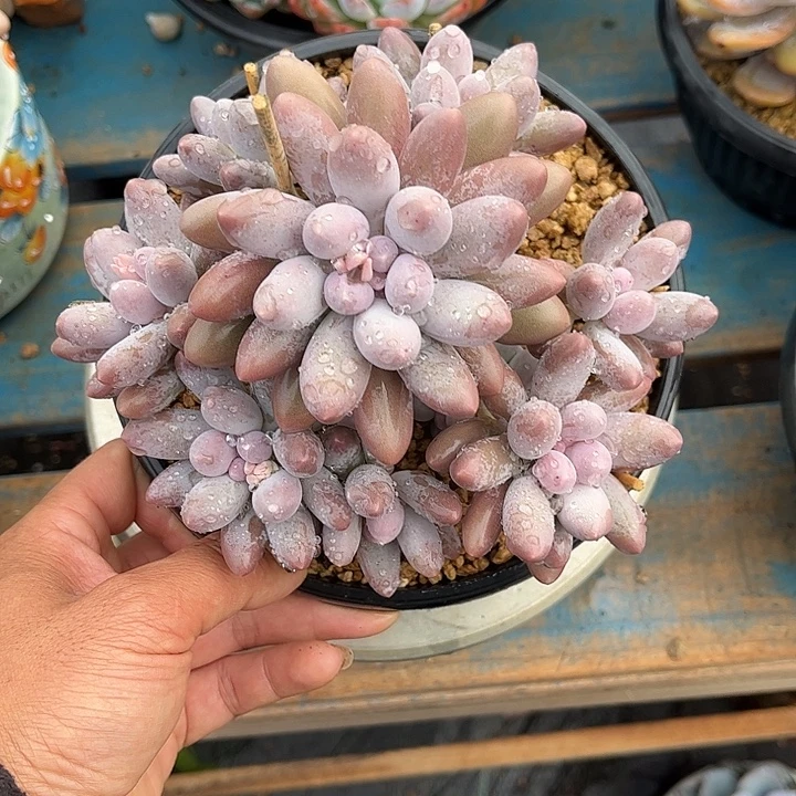 多肉植物一物一拍