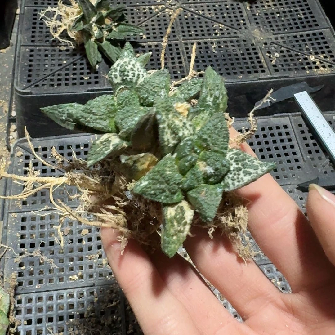 826号仙人球萝卜根