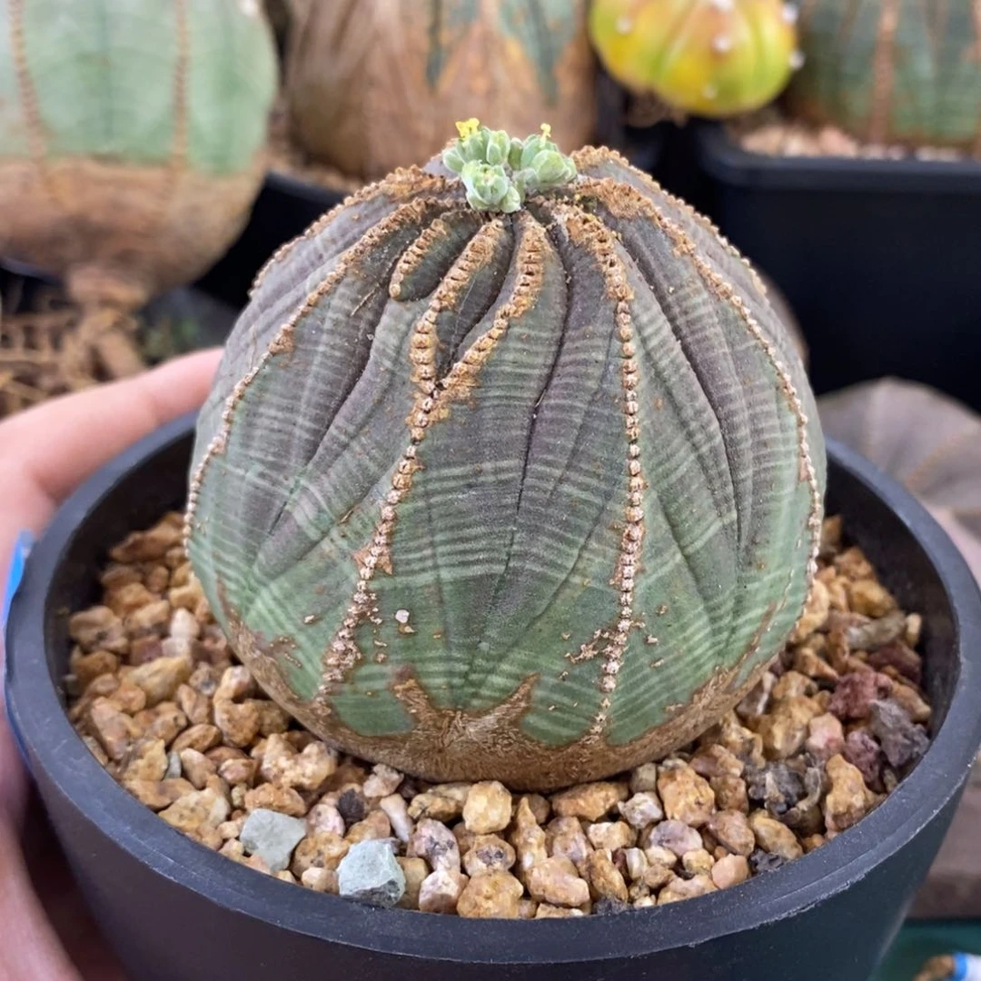 闷***熊欧系实生布纹球多肉植物灯牌价