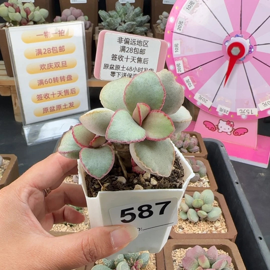 587金牛座多肉植物