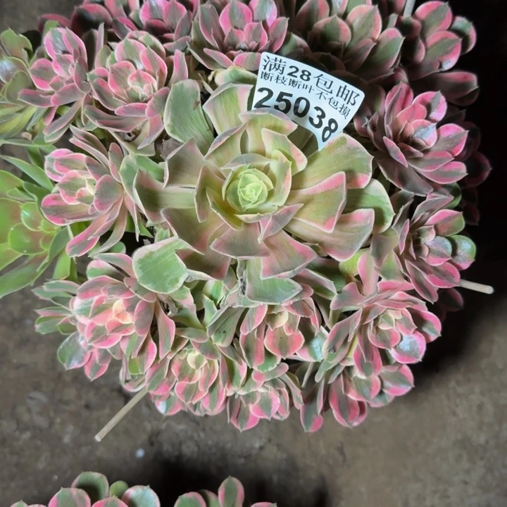 25038女妖多肉植物