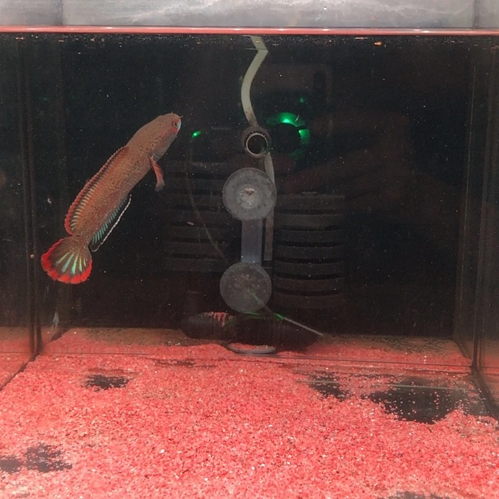 雷龙鱼118号血斑一型14-15cm