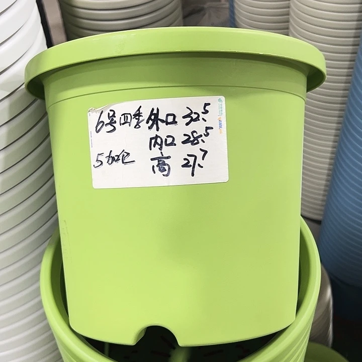 特价6号四季口32.5高27.7果绿无托7只