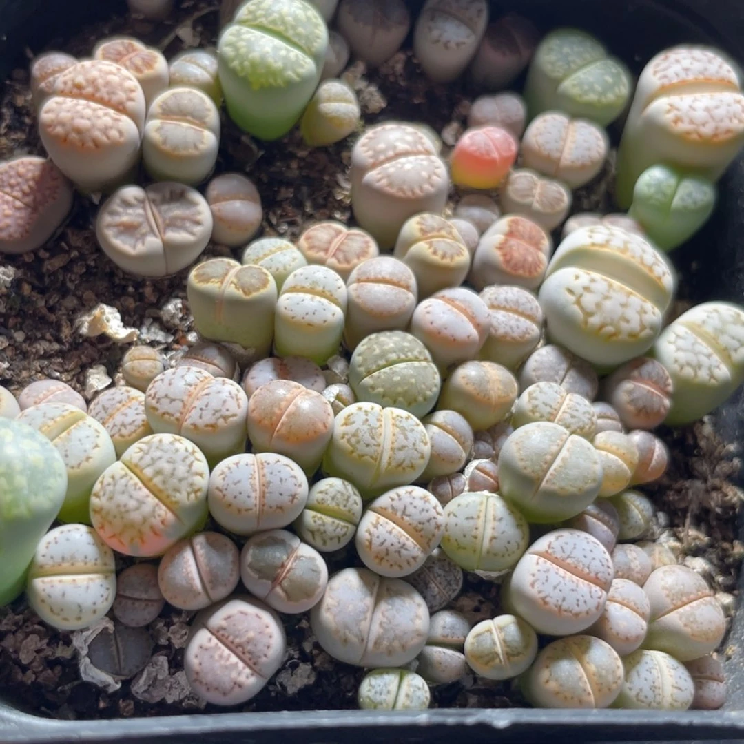 今晚大盆特价更新～21