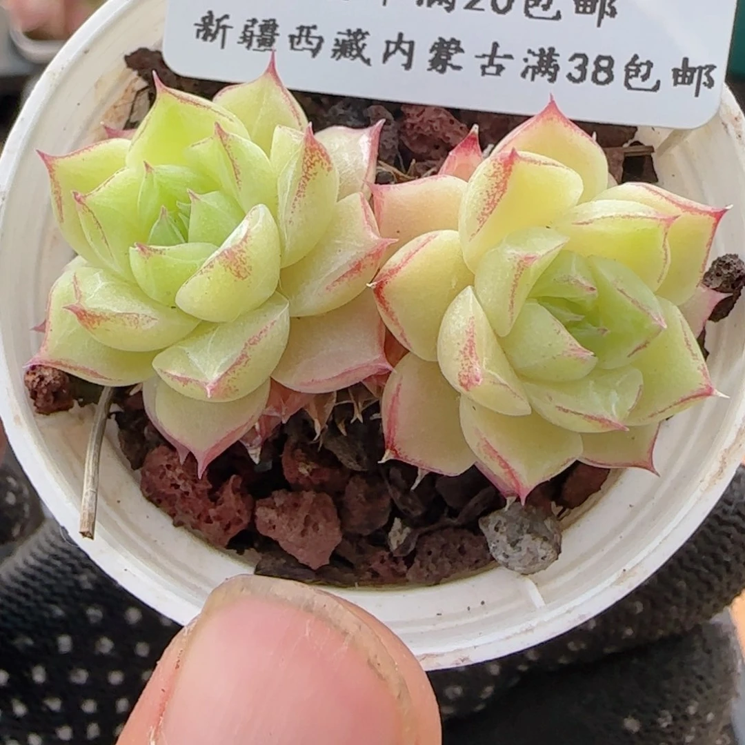 0611-220女王玫瑰双头