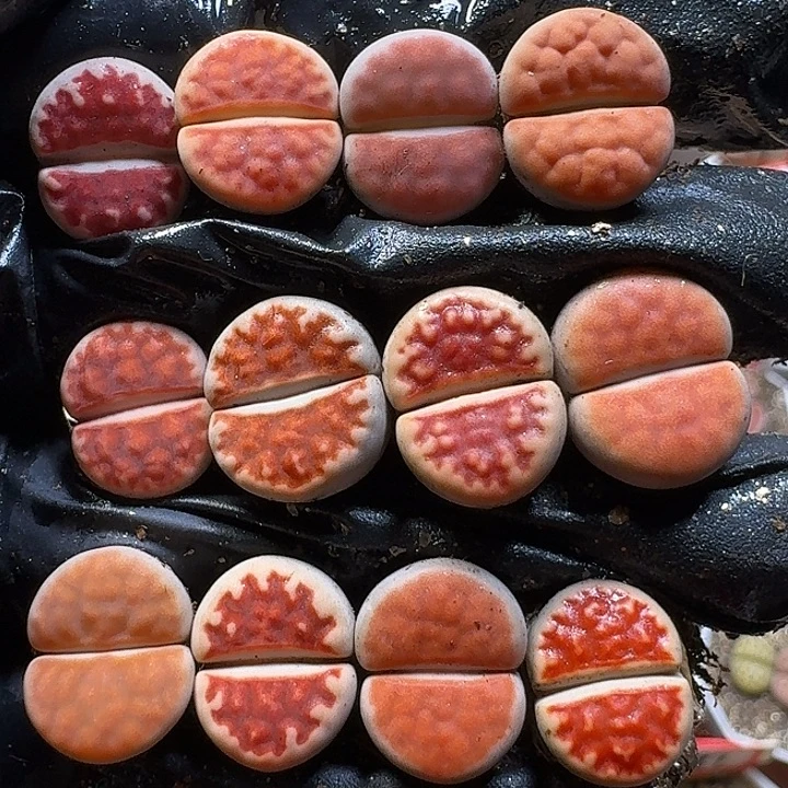 生石花1111112。  125