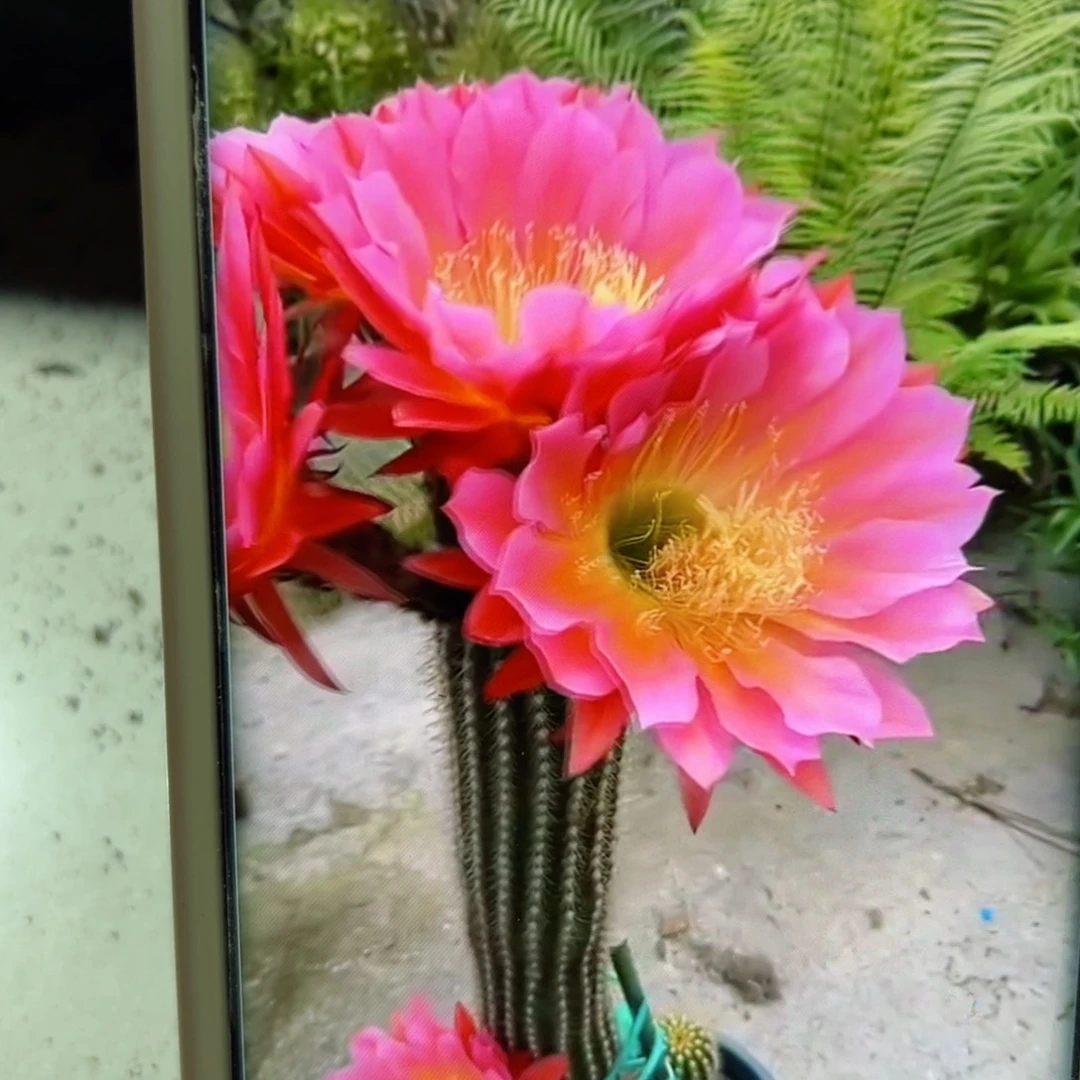 下103毛飞碟歪侧芽5公分左右20包邮