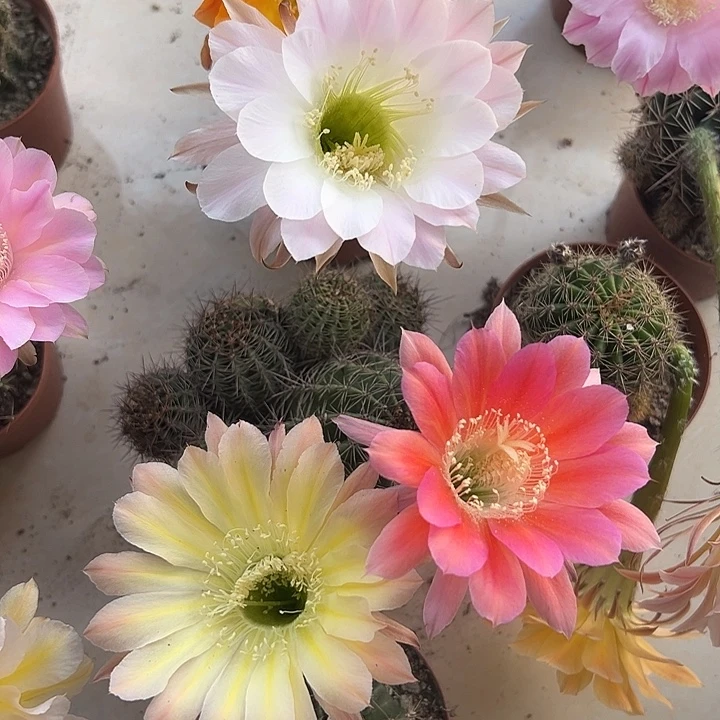当前无花朵，栽培后可花朵三个颜色西瓜红粉白复色黄