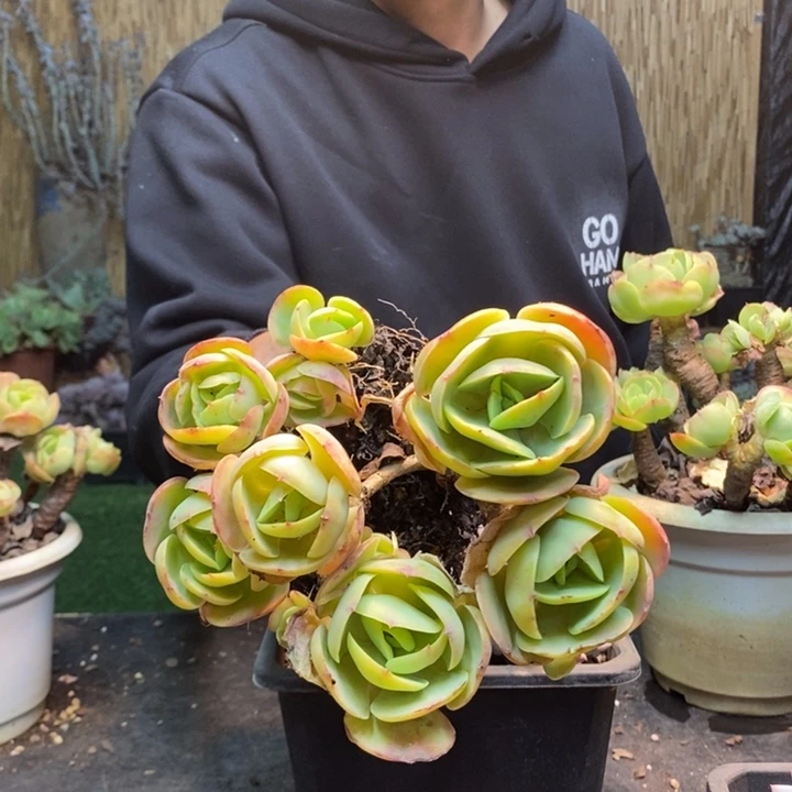 怡***宝131号碧桃多肉植物