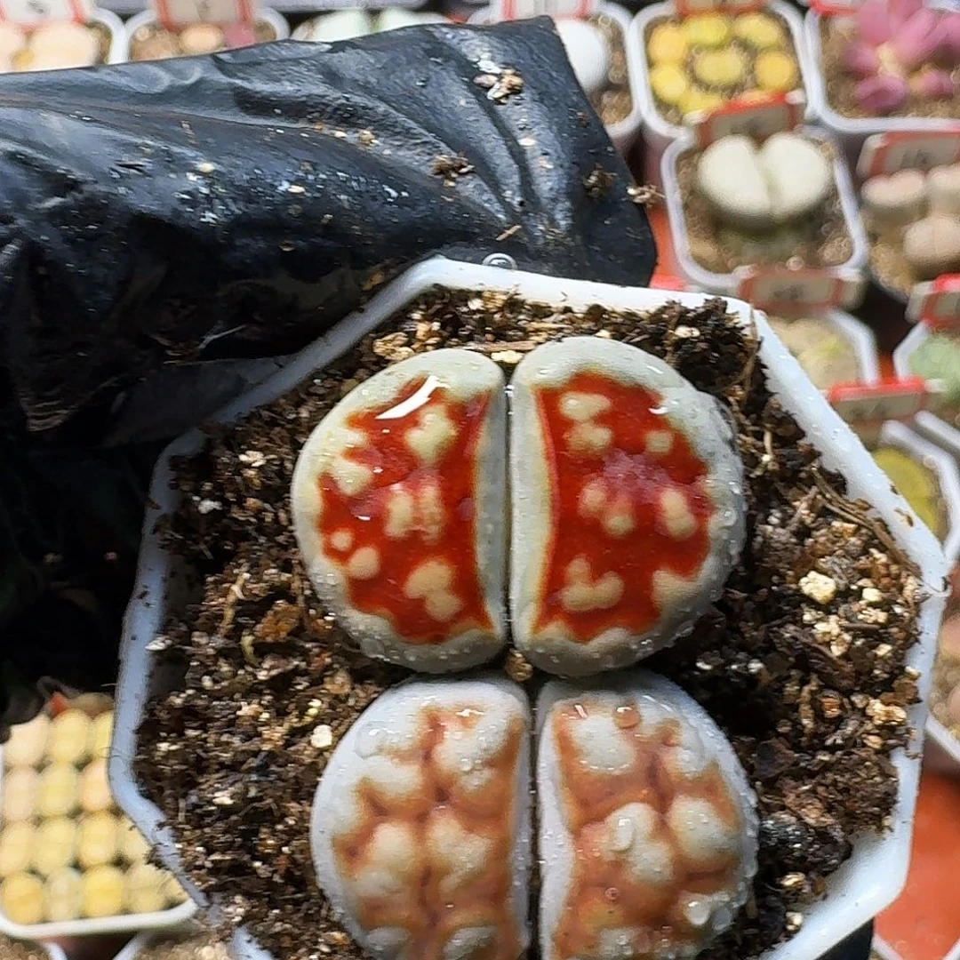 优***雅生石花1111111    176